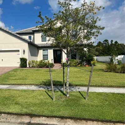 Trimming services in Haines City, FL - D'Zuniga Affordable Lawn Care Services LLC